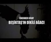 BEŞİKTAŞ'IN DİKİLİ AĞACI from besiktas
