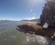 This is a video of the best day I had at Pyramid Lake during the 2015 spring season. There was a nice 20 MPH wind right in my face, which is key for good fishing at Pyramid. On top of it being a great day of fishing it was, as always, beautiful!nThis was my fist season fishing at Pyramid and one thing that I absolutely loved about the lake was the people. One might think in a line up of 30+ fisherman things could get pretty competitive, but really the opposite is true. Guys openly share info on