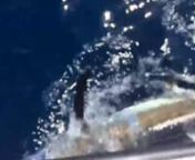 This short video shows a typical summer afternoon on board the charter fishing fleet at the Mexican Gulf Fishing Co. (MGFC). Captains Kevin Beach, Colin Byrd, Jordan Ellis, Travis Mayeux and Billy Wells. In this clip, Jordan, Colin and Billy each put their charters on yellowfin tuna, some mahi mahi, and a few BIG Blue Marlin. nnJust another day at the office for these guys. Do you want to have a day offshore like this, too?nBook a trip online at http://mgfishing.com