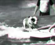 Faith the Surfing pitbull