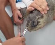Our Story:nOur research team in collaboration with Christine Figgener and Dr. Nathan J. Robinson found a male Olive Ridley sea turtle during our in-water research trip in Costa Rica. nHe had a 10-12 cm PLASTIC STRAW lodged in his nostril.nnAfter initially thinking that we are looking at a parasitic worm, and trying to remove it to identify it, we cut a small piece of to investigate further and finally identified what we were REALLY looking at. nAfter a short debate about what we should do we rem