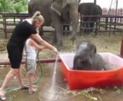 Маленький слоненок, судя по видео, очень любит купаться. Мы гарантируем вам отличное настроение после просмотра этого очаровательного сюжета