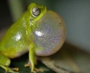 The Secret Life Of Frogs from that live in the rainforests