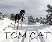 The “Tom Cat” self-filmed, short film is the pursuitof an Arizona Mountain Lion.The hunter spends his time following an experienced pack of hounds finding himself at the base of a tree with a Mountain Lion at the top.