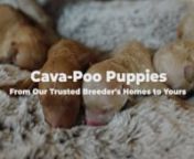 Cava Poo Puppies for Sale from poo