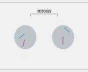 What is mitosis and why is it essential for our bodies? Find out in this short animation developed by Health Education England&#39;s Genomics Education Programme.nnwww.genomicseducation.hee.nhs.uk