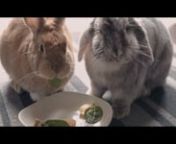 Vote for my film here!nhttps://www.rode.com/myrodereel/watch/entry/6884nnBehind The Scenes:nhttps://www.youtube.com/watch?v=9hJIpLeDO_cnnTalent:nJacqueline Leung - Better Life For BunniesnBella - Mixed Netherland BunnynCookie - Harlequin Lop BunnynnCrew:nVictor Ng - Director. Cinematographer &amp; EditornTristian Angelo Gacrama - BTS Videographer &amp; BTS EditornnEquipment:nRode Videomic Pro, Rodelink Wireless System, Rode NTG2, Rode Mini Boompole, Zoom H4N, Panasonic GH4, Atomos Ninja Flame, M