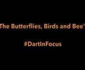 A short montage to support Dartmoor National Parks filmmaking competition #DartInFocus. The Butterflies, Birds and Bee&#39;s provides the viewer with a vibrant spectrum as we take a closer look at the different species of birds and insects that thrive around a single Buddleia bush. nn#DartInFocus is a fantastic opportunity for storytellers between the ages of 15-21. WIN a chance to develop your filmmaking skills with professionals in the stunning Dart Valley! To enter, all you have to do is grab a c