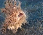 Don’t be fooled by its shaggy charm: the hairy frogfish eats prey its own size. Directed by Jose Lachat.nnMore on this documentary: aeon.co/videos/don-t-be-fooled-by-its-shaggy-charm-the-hairy-frogfish-eats-prey-its-own-sizenWatch more on Aeon: aeon.co/videonSubscribe: vimeo.com/aeonvideo