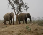 ‪Partagez un instant avec Laxmi, Bijili &amp; Chanchal des éléphantes rescapées du travail forcé, de cirques... dans le sanctuaire de Wildlife S.O.S que nous avons initié. Que font-elles? Elles prennent le temps de vivre, comme elles l’entendent, à leur rythme. #worldelephantday #journeemondialedeselephants‬
