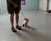 11 week old Golden Retriever Pup Obedience TrainingnSouth Florida Aztec Dog TrainingnNo Treats UsednPuppy Bootcamp
