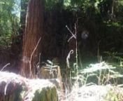 *best experienced with noise-cancelling headphones* nSounds from performance of Roots Harmonic near the Redwood Stumps at Djerassi Residency, summer 2018. nMoving images from the inspiration of the land that drove the improvisation/composition. nFeaturing: nSebastian Perez (charango, quena)nDasha Lavrennikov (stones, body stomps, vocals)nKevin Kelsey (upright bass)nAnya Yermakova (wooden blinds, clay flute, cello body, metal pipes, vocals)nRedwood trees, crawling creatures, wind, spirit of Andre