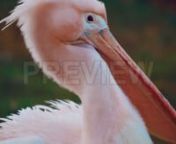 Get 100&#39;s of FREE Video Templates, Music, Footage and More at Motion Array: https://www.bit.ly/2UymF81nGet this here: https://motionarray.com/stock-video/closeup-of-beautiful-pink-pelican-107736nnThis stock video shows a detailed shot of a pink-backed pelican (Pelecanus Rufescens) against a green background. The species is usually found in the swamps and shallow lakes of Africa, southern Arabia and southern India. Use this clip for information videos commercials, presentations, and other kinds o