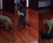 This may be a cat story, but cats aren&#39;t the hero. A toy poodle, perhaps upset about a fluffy haircut, body slammed a cat and it was caught on video! nnSource: https://www.dailymail.co.uk/news/article-6214287/Dog-body-slams-cat-adorable-video-warring-pets.html
