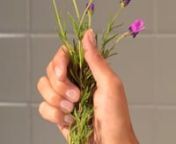 Client: ArbonnennCredits: Video - Jenna Gang, Styling - Margo LatkannDescription: Hand model holding flowers that magically change to an Arbonne Age Well Serum.
