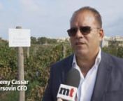 Malta grape produce lower than 2019 record low from malta