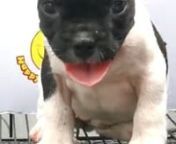 French Bulldog Puppy (Male) For Sale 2 from sale male