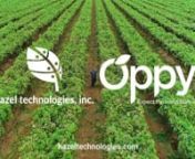 Check out this video to learn more about the partnership between Hazel Technologies, a leader in new waste reducing solutions for the fresh produce industry, and Oppy, the largest importer of grapes from South America to North America and the largest produce distributor in Canada! To learn more visit www.hazeltechnologies.com