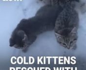 These kitties were stuck to the ice and a kind stranger acted quickly to thaw them free
