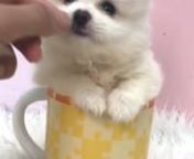 White Teacup Pomeranian Puppy (Male) For Sale 3 from sale male