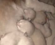 Momy Savanna breastfeeding her little kitties.
