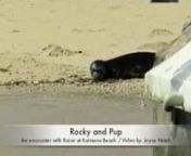 This video is about Kaimana Beach Monk Seal Encounter