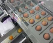 1-tYumurta kırma ayırma makinesi taze sıvı yumurta elde etmek ve istenilirse sarısını ve beyazını birbirinden ayırmak için kullanılmaktadır.n2-tYumurta kırma ayırma makinesinin besleme haznesine yumurtalar el ile manuel olarak konur, yumurta makinesi yumurtaları bu hazneden otomatik olarak alır ve ayırma işlemini yapar. 3 kanalı sayesinde aynı anda 3 yumurta işlenir.n3-tYumurta kırma ayırma makinesi iki ayrı çalışma moduna sahiptir. Beyazı sulu ve sarısı zayıf dü