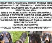 Where are you Elfie & Huxley - Please come home **£10,000 Reward** from elfie