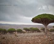 Socotra is a small Yemeni island, off the southern coast of the Arabian Peninsula.nnAfter many years of wanting to visit, I made it in February 2010. It was incredible to say the least - mystical, beautiful and diverse. It had a deep, profound impact on me. nnTo share some of this experience, here&#39;s a video of my time there. I&#39;ll also be releasing a book of photographs and stories - stay tuned for details. nnMany thanks to Tom Sharman for editing and colour correction.nnMusic: nPlease support th