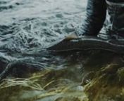After a year of touring the world in the International Fly Fishing Film Festival - IF4 we are happy to share with you the full film.nnnnLaplanders traces the portrait of those who live by the rivers of Lapland in Northern Sweden. Their quest for the Baltic Salmon is one every fisherman can relate to: an ever-going search for the next fish, and the only certitude is the efforts that will be needed to reach it. This film is an immersion into the life of those who chase, document and protect the sa