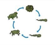The Life Cycle of a Frog from life cycle of a frog printable