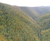Împreună, bazinetele Cernișoara-Radoteasa reprezintă cea mai sălbatică zonă din Parcul Național Domogled - Valea Cernei. Doar partea de la limita cu golul alpin a fost inclusă în catalogul pădurilor virgine, iar restul de păduri seculare au început să fie tăiate la comanda Romsilva și cu voia Ministerului Apelor și pădurilor:nnapepaduri.gov.ro/wp-content/uploads/2014/07/Catalog-paduri-virgine-si-cvasivirgine-martie-2018.xlsxnnPrimele 2 parcele au fost deja tăiate și încă 4
