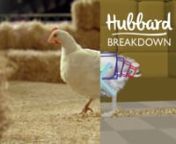 Hubbard Breakdown - DIRECTED, PRODUCED &amp; ANIMATED by FILMIC ART STHLMnnThe Norwegian welfare organisation ’Dyrevernalliansen’ and the supermarket chain ’REMA 1000’ have introduced a new chicken breed on the Norwegian market – Hubbard – that both live longer and have more energy and thus need more space to roam around in, something their ad agency McCann, Oslo wanted to be visualised in the commercial we had the pleasure to direct and produce. We took a VFX and CGI approach to thi