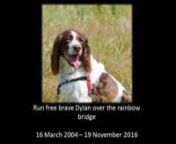 A tribute to my friend Dylan you went over the rainbow bridge November 2016 after a long fight with cancer. He was brave to the end. Run free Dylan you will always be loved. Your brofur Harry xxxxxxx