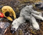 SCANDAL IN SVALBARD : Polar bear die, by the negligence of the authorities.nSIGNEZ LA PETITION / SIGN THE PETITION : (more information)nhttps://secure.avaaz.org/en/petition/Prime_Minister_of_Norway_Erna_Solberg_POLAR_BEARS_VICTIMS_OF_POLLUTION_IN_SPITSBERGEN/?cJYuIlb&amp;utm_source=sharetools&amp;utm_medium=copy&amp;utm_campaign=petition-408177-Prime_Minister_of_Norway_Erna_Solberg_POLAR_BEARS_VICTIMS_OF_POLLUTION_IN_SPITSBERGEN&amp;utm_term=JYuIlb%2Bennarktika2.com nfacebook.com/gilles.elkaim.9