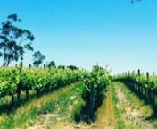 What has the BOM forecast? What is the level of Powdery Mildew? How much Downy Mildew is present in vines? nnVineyard notes about the weather and pest and disease levels by James Hook, DJs Growers and Lazy Ballerina.