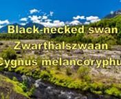 The black-necked swan (Cygnus melancoryphus) is a swan that is the largest waterfowl native to South America.nAdults average 102 to 124 cm (40 to 49 in) and weigh 3.5-6.7 kg (7.7-14.8 lbs). The wingspan ranges from 135 to 177 cm (53 to 70 in).[4] The body plumage is white with a black neck and head and greyish bill. It has a red knob near the base of the bill and white stripe behind eye. The sexes are similar, with the female slightly smaller. The cygnet has a light grey plumage with black bill