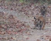 Three Bengal Tiger Cubs honing stalking skills at a waterhole in Bandhavgarh National Park, India