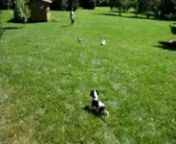 Andrea&#39;s Cavalier King Charles Spaniel puppies playing outside in the grass for the first time