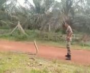 brave army catch king cobra from king cobra