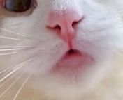 #shorts cat meme &amp; kitten (tik tok video]� - funny cats meow baby cute compilation [cat-cash home)