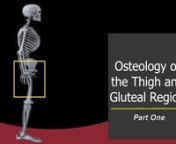 Osteology of the Thigh and Gluteal Region - Part One from pubis