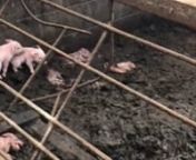 2019年、西日本のとある町で人知れず、35頭の豚が飢餓で苦しんでいた。豚たちは痩せ細り、骨が浮いて見え、毛がボサボサになり、人間が見えると檻に手をかけて2本足で立ち上がり、必死で鳴き叫ぶ。n餌箱はからっぽ、水が与えられている形跡もない。n35頭の豚のうち、生まれて間もない赤ちゃん豚は13頭で、この赤ちゃんたちは一緒に入れられている大人の豚たちに踏