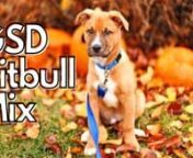 GSD pitbull mix: https://germanshepherdsmix.com/german-shepherd-pitbull-mix-dog/