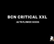 Strain: BCN Critical XXL nGenetics: (Kritikal Bilbo X Critical Mas) X Auto Critical MasnAutoflower nHybridnTHC: Medium (14-22%)nHappy chill effectnHuge yield nSpicy &amp; Citrus tastenLife cycle: 11 weeks