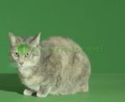 Green screen video of grey european cat sitting on the table facing left looking around. Green Screen Animal Shot on Red Digital Cinema
