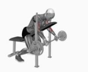 barbell-reverse-spider-curl-fitness-exercise-worko-2023-02-26-13-00-40-utc from worko