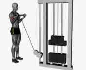 biceps-curl-cable-wide-grip-fitness-exercise-worko-2023-02-26-13-04-53-utc from worko