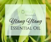 Aromaaz International is one of the leading Ylang Ylang Essential Oil wholesale suppliers in India and other countries of the world. It is derived from the flower of the Cananga odorata plant via water or water and steam distillation. nnUses:n�Boost Moodn�Reduce Depressionn�Alleviate Anxietyn�Lower Blood Pressuren�Decrease Heart RatennBenefits:n�Relaxes mind and body n�Heals wounds, cuts, scraps, and burnsn�Positive feelings and boosts libidon�Soothes feelings of stress, tensio