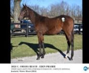 2024 Fasig-Tipton Kentucky Winter Mixed SalenHip #3 Omaha Beach x Eden Prairie &#39;23 coltnConsigned by Vinery Sales, Agent for Lothenbach Stables Inc. Complete Dispersal